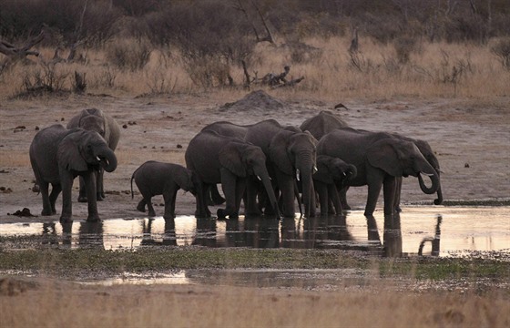 Skupina slon v zimbabwském Národním parku Hwange.