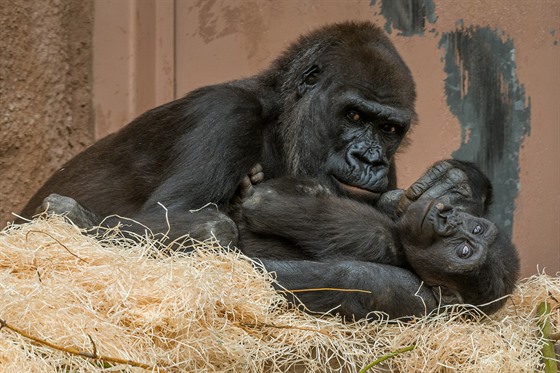 Gorilí sameek Ajabu se svou matkou Shindou