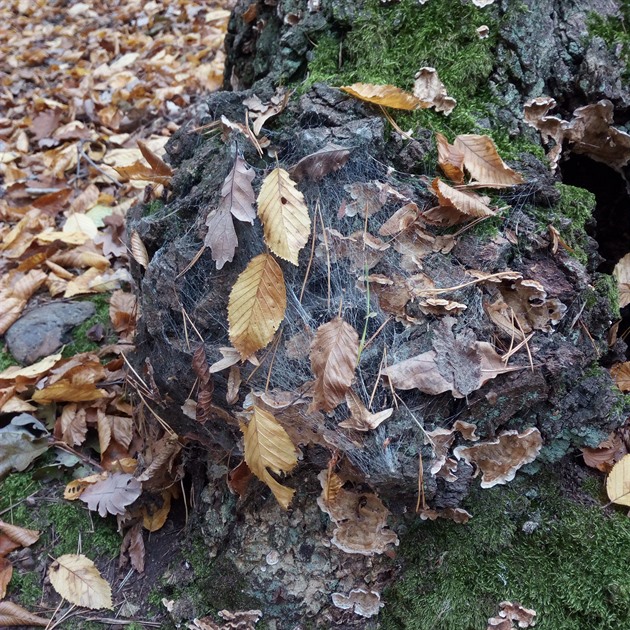 Podzim vyzdobil i pavouci hrad na parezu v Suchdole.
