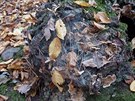 Podzim vyzdobil i pavouci hrad na parezu v Suchdole. Podzim vyzdobil i pavouci hrad na parezu v Suchdole.