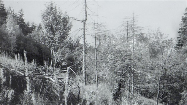 Pohled na zdevastovan les vprostoru mezi Fljemi a eskm Jietnem se zbytky lecch strom (80. lta 20. stolet).