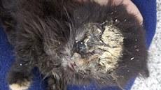 V havlíčkobrodském útulku Mikeš je i kočka Tara. Tu zaživa požírali červi. Na... V havlíčkobrodském útulku Mikeš je i kočka Tara. Tu zaživa požírali červi. Na...