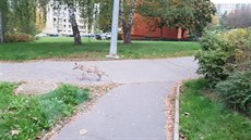Zvíře trpící zřejmě prašivinou někteří dříve považovali za šakala nebo malého... Zvíře trpící zřejmě prašivinou někteří dříve považovali za šakala nebo malého...
