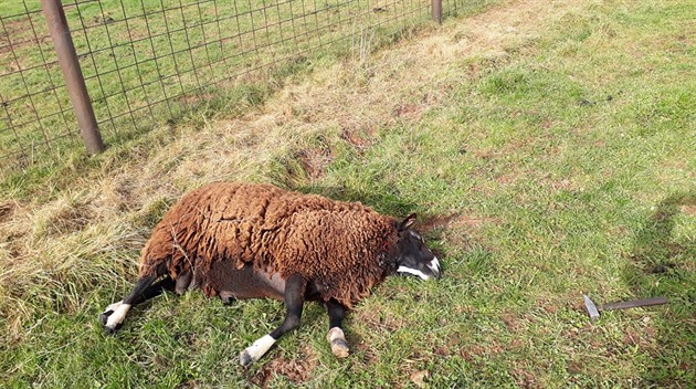 Beran leel u plotu mrtvý, vlci se na nm neivili. (17. íjna 2019)