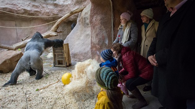 Host pomohli Zoo Praha vden slavnostnho zahjen stavby novho Pavilonu goril oslavit tak 28. narozeniny gorilho samce Richarda. (9. listopadu 2019)