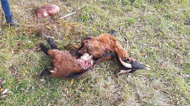 Na farm Oubrechtovch vlci roztrhali kozu a berana, dv zrann ovce chovatel museli utratit, dv zrann ovce snad peij. (17. jna 2019)