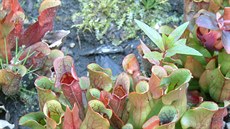Rosnatka okrouhlolist (Drosera rotundifolia)