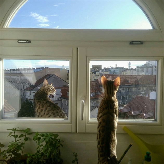 Zvědavá kočička v Praze