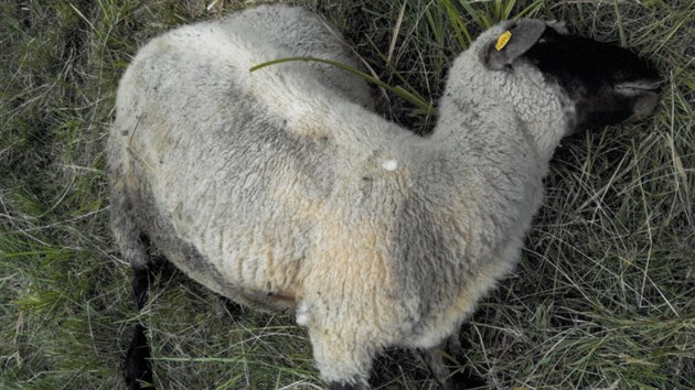 Vlci se stali pro farmáře z Dešenic noční můrou. Několik ovcí mu šelma sežrala... Vlci se stali pro farmáře z Dešenic noční můrou. Několik ovcí mu šelma sežrala...