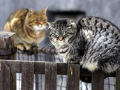 V Kynšperku kočkám poskytnou teplo a krmení, věnují jim péči a lásku. Také se... V Kynšperku kočkám poskytnou teplo a krmení, věnují jim péči a lásku. Také se...
