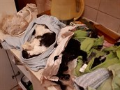V ústeckém bytě policisté nalezli 38 koček, 16 z nich už bylo mrtvých. V ústeckém bytě policisté nalezli 38 koček, 16 z nich už bylo mrtvých.