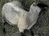 Vlci se stali pro farmáře z Dešenic noční můrou. Několik ovcí mu šelma sežrala... Vlci se stali pro farmáře z Dešenic noční můrou. Několik ovcí mu šelma sežrala...