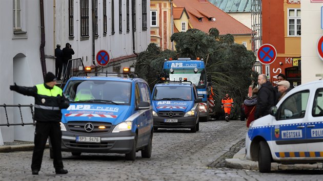 Auto piv na chebsk nmst vnon strom z Dolnho andova. Ticetilet jedle m 24 metr a v 4,6 tuny.