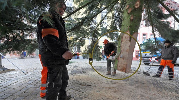 Stavn vnonho stromu na chebskm nmst. Ticetilet jedle z Dolnho andova m 24 metr a v 4,6 tuny.