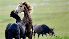 Divocí horští koně v bosenském pohoří Krug Divocí horští koně v bosenském pohoří Krug