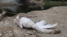 V údolí řeky Berounky čeká na ptáky řada uměle vytvořených překážek. Nebezpečné... V údolí řeky Berounky čeká na ptáky řada uměle vytvořených překážek. Nebezpečné...