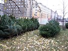 Výběr stromků je velký, ale zde platí pravidlo kdo dřív přijde, ten dřív mele. Výběr stromků je velký, ale zde platí pravidlo kdo dřív přijde, ten dřív mele.