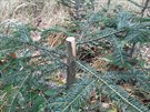 Nedávno byly na kraji Kunratického lesa, nedaleko ZŠ Pošepného, vysázeny malé jedličky. Měly naději, že z nich vyrostou krásné stromy. Pak přišel vandal a důsledně je uřezal. Homo sapiens s IQ kůrovce. Nedávno byly na kraji Kunratického lesa, nedaleko ZŠ Pošepného, vysázeny malé jedličky. Měly naději, že z nich vyrostou krásné stromy. Pak přišel vandal a důsledně je uřezal. Homo sapiens s IQ kůrovce.