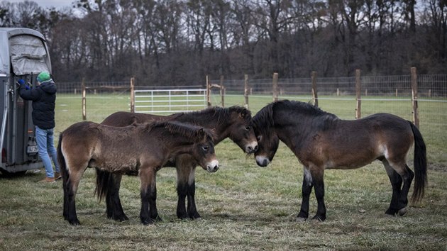 Stádo třinácti hřebců exmoorských poníků dnes vypustili v rezervaci v Kozmicích... Stádo třinácti hřebců exmoorských poníků dnes vypustili v rezervaci v Kozmicích...
