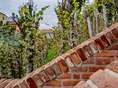 Vinohrad na jižních terasách v Hradci Králové je teprve dvouletý, pořádná... Vinohrad na jižních terasách v Hradci Králové je teprve dvouletý, pořádná...
