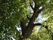 Vzácný topol skončil druhý v anketě strom Zmojemska 2018. Vzácný topol skončil druhý v anketě strom Zmojemska 2018.