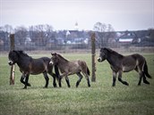 Stádo třinácti hřebců exmoorských poníků dnes vypustili v rezervaci v Kozmicích... Stádo třinácti hřebců exmoorských poníků dnes vypustili v rezervaci v Kozmicích...