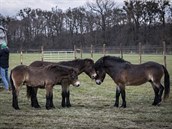 Stádo třinácti hřebců exmoorských poníků dnes vypustili v rezervaci v Kozmicích... Stádo třinácti hřebců exmoorských poníků dnes vypustili v rezervaci v Kozmicích...