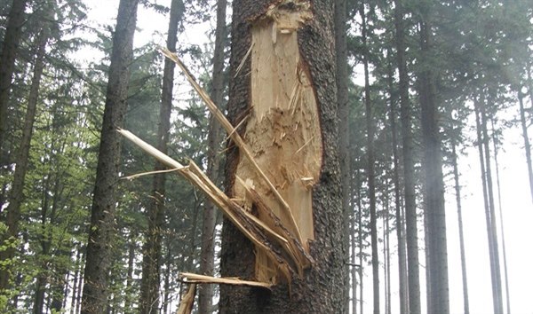 Česká inspekce životního prostředí v Plzni udělila půlmilionovou pokutu firmě, která po těžbě dřeva poškodila v CHKO Český les půdu i stromy.