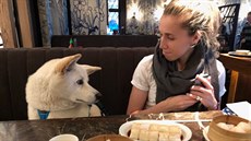 Britka zachránila zraněného psa před řezníky. Jela pro něj až do Koreje Britka zachránila zraněného psa před řezníky. Jela pro něj až do Koreje