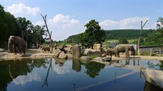 Údolí slonů v pražské zoo Údolí slonů v pražské zoo