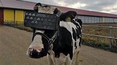 Ruští farmáři se snaží snižovat úzkost svých krav pomocí virtuální reality. Ruští farmáři se snaží snižovat úzkost svých krav pomocí virtuální reality.