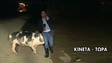 Reportéra honilo a kousalo prase v přímém přenosu. Ve studiu měli záchvaty... Reportéra honilo a kousalo prase v přímém přenosu. Ve studiu měli záchvaty...