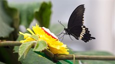 V novém Motýláriu olomouckého Florcentera si mohou nyní návtvníci prohlédnout...