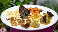 V novém Motýláriu olomouckého Florcentera si mohou nyní návtvníci prohlédnout...