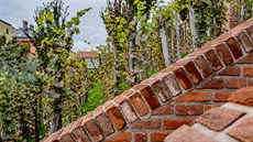 Vinohrad na jižních terasách v Hradci Králové je teprve dvouletý, pořádná... Vinohrad na jižních terasách v Hradci Králové je teprve dvouletý, pořádná...