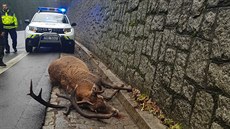 Uštvaný jelen ve Studeném koleni v Krkonoších (22. 11. 2019) Uštvaný jelen ve Studeném koleni v Krkonoších (22. 11. 2019)