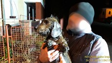 Hasiči zachraňovali na Klatovsku psa, který vlezl do kanalizační roury. Hasiči zachraňovali na Klatovsku psa, který vlezl do kanalizační roury.