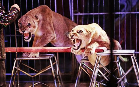 Cirkus žije. Odhrnuli jsme šapitó a navštívili komedianty v jejich světě Čísla se lvy patří k hlavním lákadlům cirkusu Bob Navarro King. | na serveru Lidovky.cz | aktuální zprávy