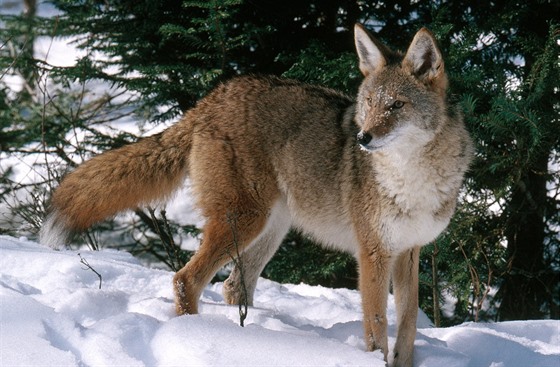 Kojot (Canis latrans) je doma v severoamerických Skalistých horách.