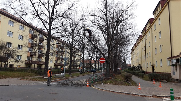 Dnes probíhá prořezávání stromů v ulici Dvouletky na Sídlišti Solidarita v Praze 10-Strašnicích. Zatím ještě nesněží a tím pádem jsou pracovní podmínky více než ideální.