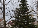 Také Letňanští v neděli odpoledne slavnostně rozsvítili tradiční vánoční strom. V Letňanech na rozdíl od většiny pražských čtvrtí mají ale jednu zvláštnost. Jejich vánoční symbol totiž není žádná „navážka“. Slavnostně ozdobený několikametrový pan smrk sto Také Letňanští v neděli odpoledne slavnostně rozsvítili tradiční vánoční strom. V Letňanech na rozdíl od většiny pražských čtvrtí mají ale jednu zvláštnost. Jejich vánoční symbol totiž není žádná „navážka“. Slavnostně ozdobený několikametrový pan smrk sto