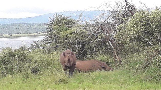 Nosoroci ern ze Dvora Krlov ve rwandsk prod.