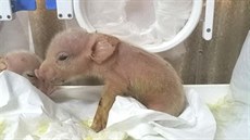 Chiméra prasete a opice vytvořená čínskými vědci. Chiméra prasete a opice vytvořená čínskými vědci.