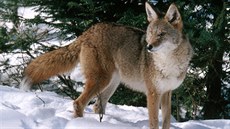 Kojot (Canis latrans) je doma v severoamerických Skalistých horách. Kojot (Canis latrans) je doma v severoamerických Skalistých horách.
