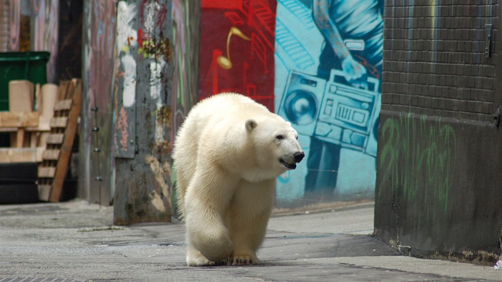 S ubývajícím ivotním prostorem a mizejícím zdroji potravy se lední medvdi na...