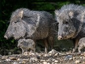 Mláďata pekariů Wagnerových, která se v Zoo Praha narodila 4. května, jsou... Mláďata pekariů Wagnerových, která se v Zoo Praha narodila 4. května, jsou...