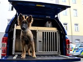 Nové vozy ocení i policejní psi. Nové vozy ocení i policejní psi.