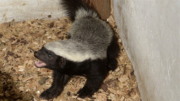 Mld medojeda, kter se v ervenci narodilo v olomouck zoologick zahrad, po nkolika mscch poprv opustilo s matkou skr. (13. 12. 2019)