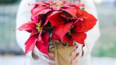 Vánoční hvězda neboli poinsettie se stala populární adventní a vánoční květinou... Vánoční hvězda neboli poinsettie se stala populární adventní a vánoční květinou...
