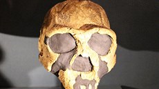 V Africe nalezená lebka ženy druhu Homo erectus. V Africe nalezená lebka ženy druhu Homo erectus.